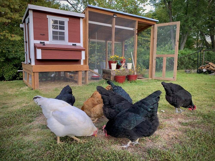 MEDIUM COOP